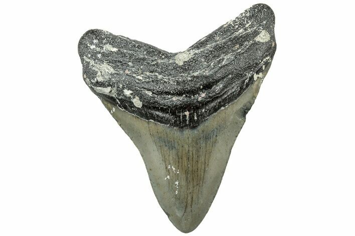 Serrated, Juvenile Megalodon Tooth - North Carolina #311843